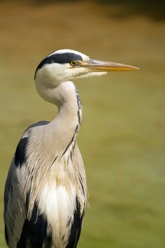 A Heron perched near the water on a warm summer's day 