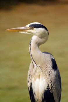 A Heron perched near the water on a warm summer's day 