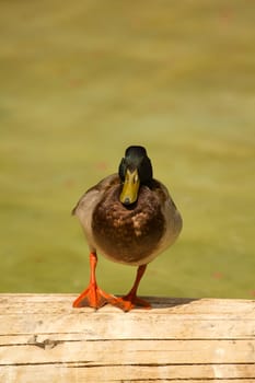 A Duck near the water of a lake in Europe