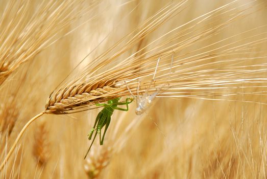 green and white grasshoppers on yellow wheat plant