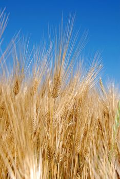 yellow wheat filed over blue sky background