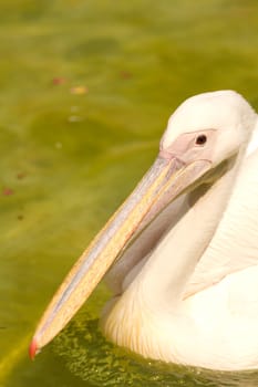 Pelicans swimming on the lake water in the glorious summer sun
