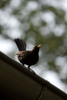 A Bird sat perched atop rain guttering in Europe