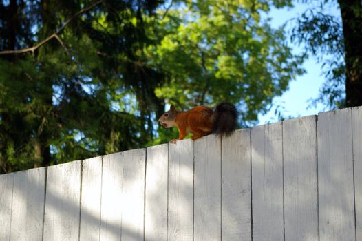 Red squirrel on a fence in a imperial garden in Russia