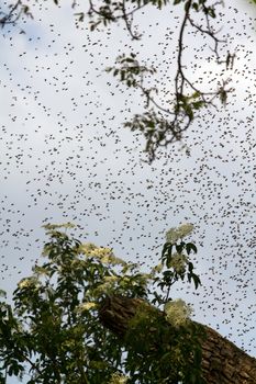 A Swarm gathered around a tree and foliage in summer