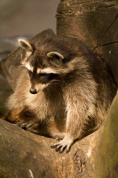 A Raccoon emerging from its fallen tree trunk
