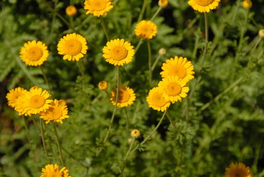 yellow flowers over green natural floral background