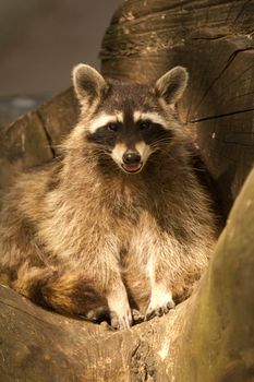 A Raccoon emerging from its fallen tree trunk