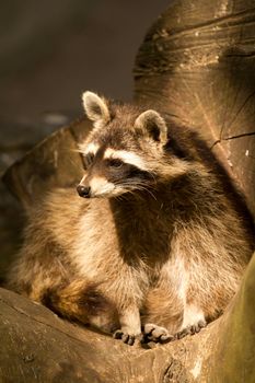 A Raccoon emerging from its fallen tree trunk