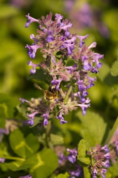 A Wasp around flowers in bloom on a warm summer day