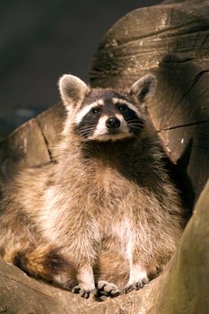 A Raccoon emerging from its fallen tree trunk