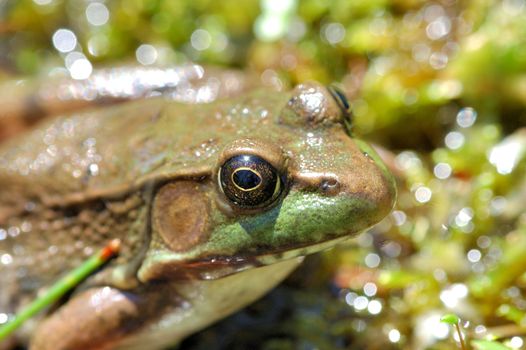 A bullfrog close up head shot.