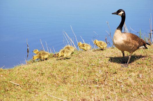 Canada goose goslings sitting in the grass with mother at lakeside.
