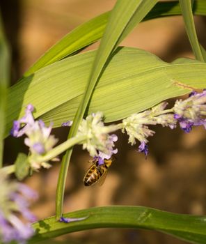 A Wasp around flowers in bloom on a warm summer day