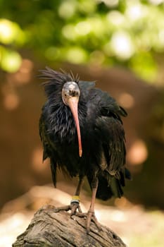 An exotic bird near the water's edge on a warm summer's day