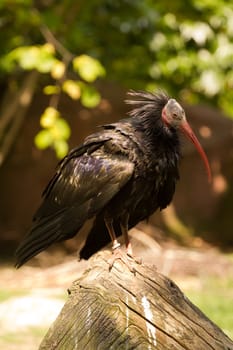 An exotic bird near the water's edge on a warm summer's day