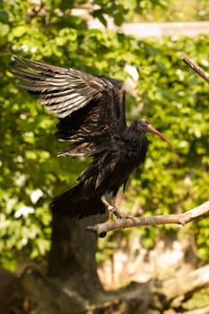 An exotic bird near the water's edge on a warm summer's day