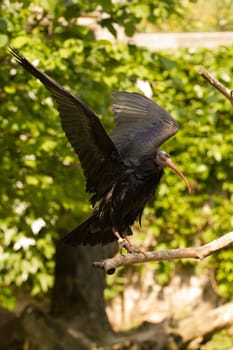 An exotic bird near the water's edge on a warm summer's day