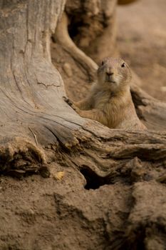 A squirrel emerges from its underground den in summer