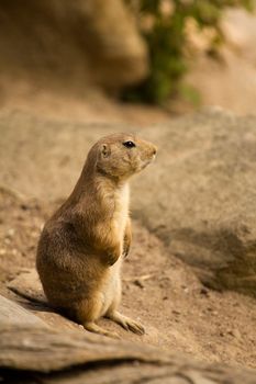 A squirrel emerges from its underground den in summer