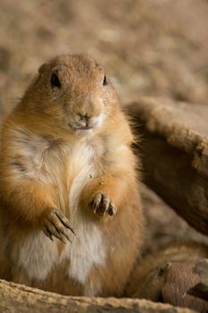 A squirrel emerges from its underground den in summer