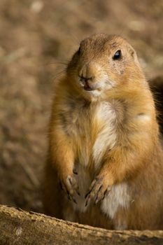 A squirrel emerges from its underground den in summer