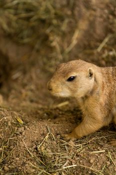 A squirrel emerges from its underground den in summer