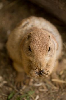 A squirrel emerges from its underground den in summer