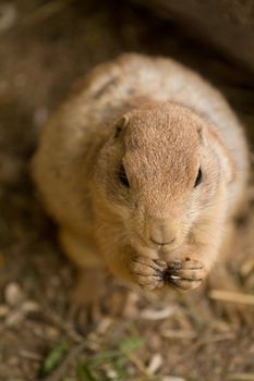 A squirrel emerges from its underground den in summer