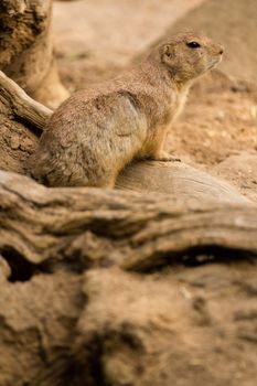 A squirrel emerges from its underground den in summer