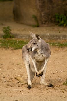 A Kangaroo pauses in the sand to look around