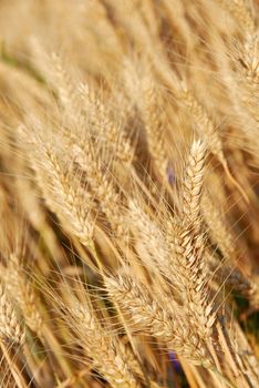 yellow wheat filed over blue sky background