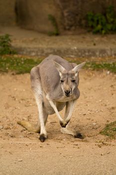 A Kangaroo pauses in the sand to look around