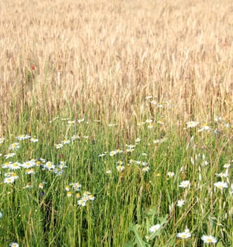 white daisies in green meadow and wheat field