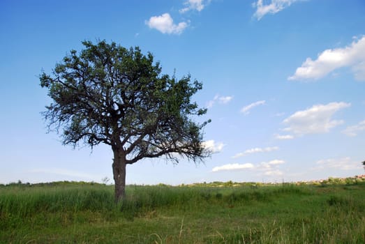 lonely tree over blue sky on green meadow