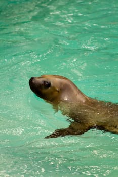 Sea Lions by the glistening blue water of summer
