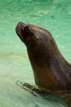 Sea Lions by the glistening blue water of summer