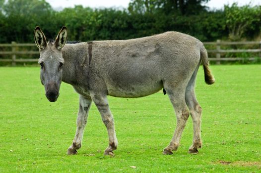 an image of a Grey Rescue Donkey looking towards you with ears erect listening for danger.