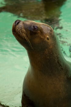 Sea Lions by the glistening blue water of summer