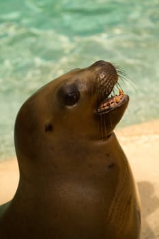 Sea Lions by the glistening blue water of summer