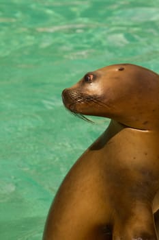 Sea Lions by the glistening blue water of summer
