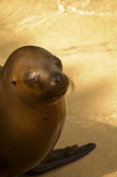 Sea Lions by the glistening blue water of summer
