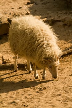 Sheep graze and wander in the warm summer's evening