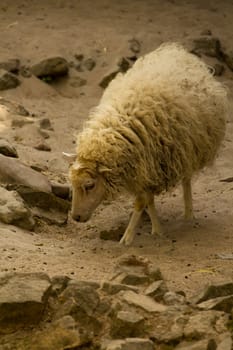 Sheep graze and wander in the warm summer's evening