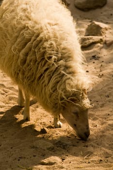 Sheep graze and wander in the warm summer's evening