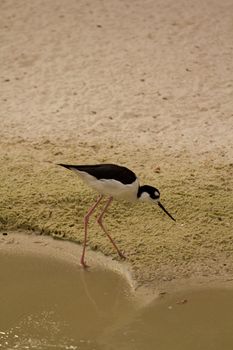 A Bird wading and flying around the shore of a beach
