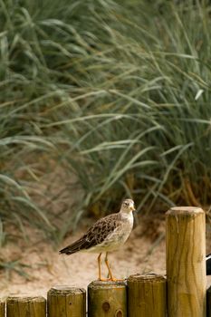 A Bird wading and flying around the shore of a beach