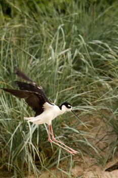 A Bird wading and flying around the shore of a beach