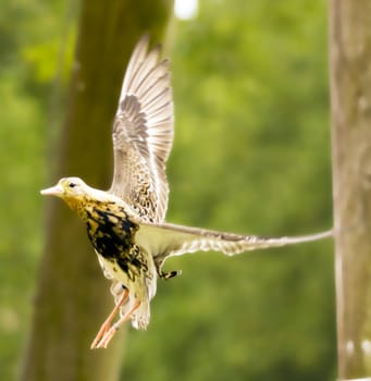 An exotic bird near the water's edge on a warm summer's day