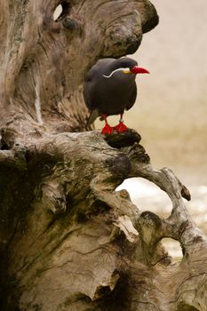 A Bird wading and flying around the shore of a beach